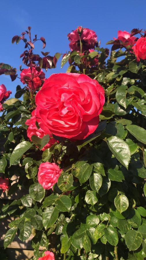 La Vie En Rose Zierikzee Bed and Breakfast Eksteriør billede